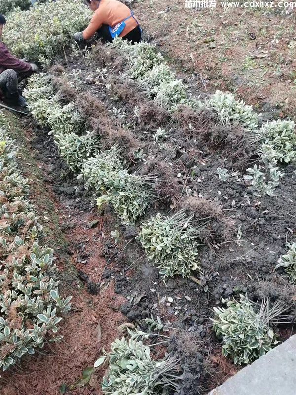 金边黄杨基地实拍图片 金边黄杨基地实拍图片