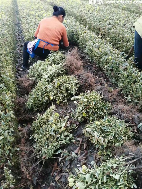 金边黄杨基地实拍图片 金边黄杨基地实拍图片