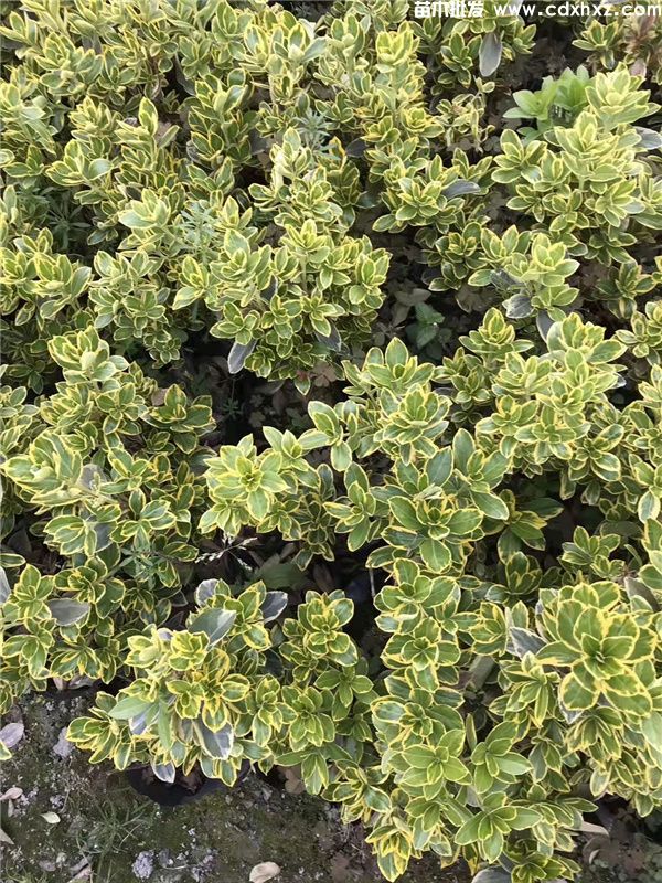 金边黄杨基地实拍图片 金边黄杨基地实拍图片