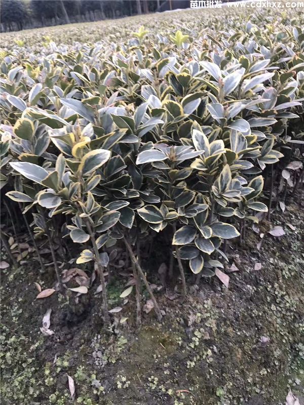 金边黄杨基地实拍图片 金边黄杨基地实拍图片