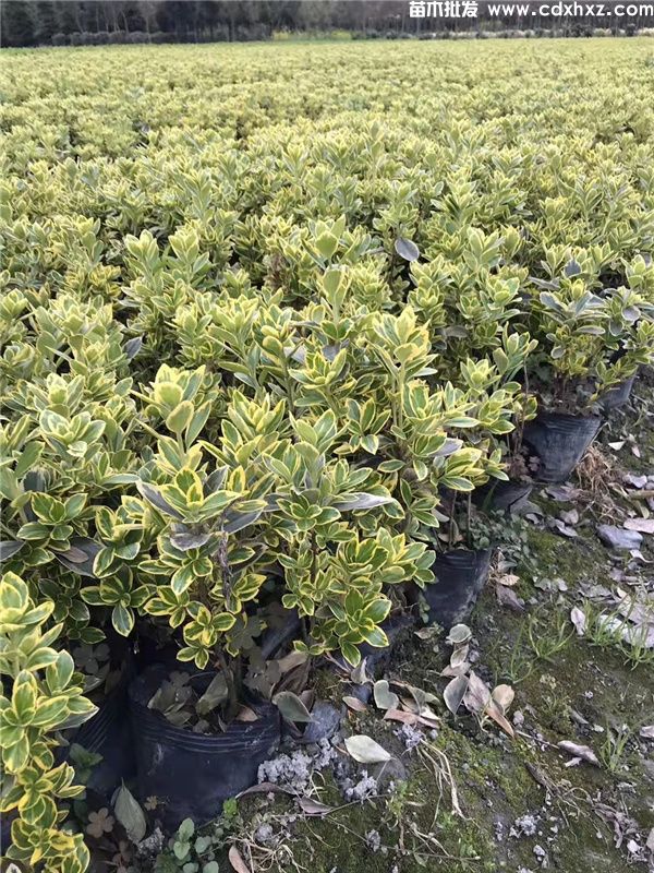 金边黄杨基地实拍图片 金边黄杨基地实拍图片