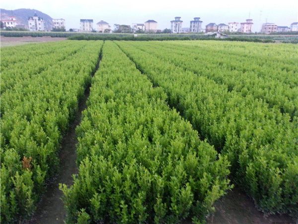 小叶黄杨基地实拍图片 小叶黄杨基地实拍图片
