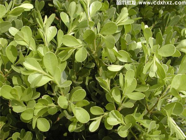 小叶黄杨基地实拍图片 小叶黄杨基地实拍图片