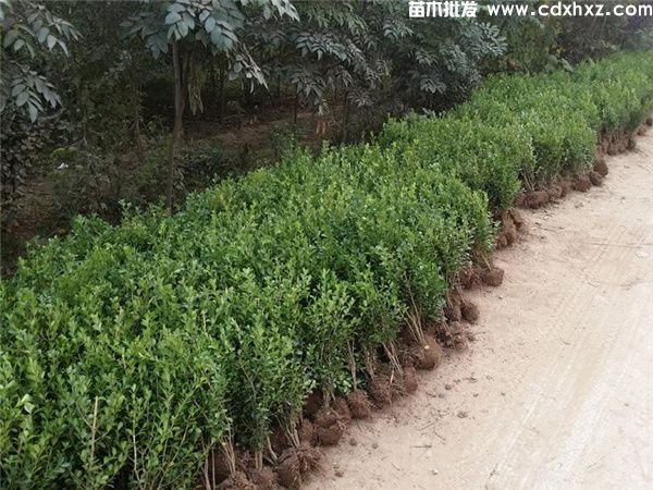 小叶黄杨基地实拍图片 小叶黄杨基地实拍图片