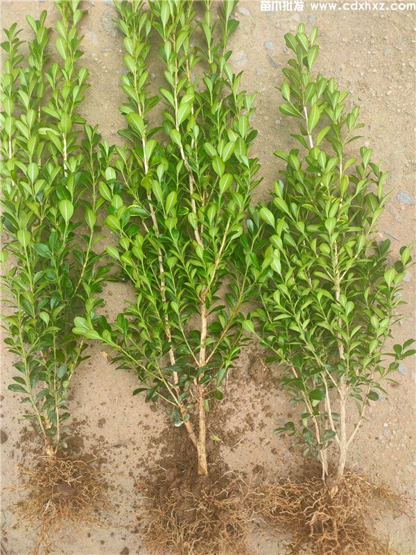 小叶黄杨基地实拍图片 小叶黄杨基地实拍图片