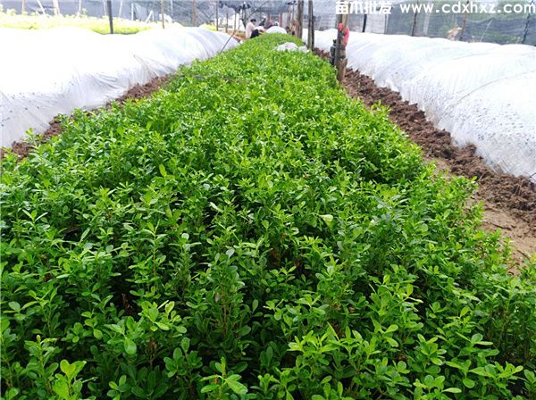 小叶黄杨基地实拍图片 小叶黄杨基地实拍图片