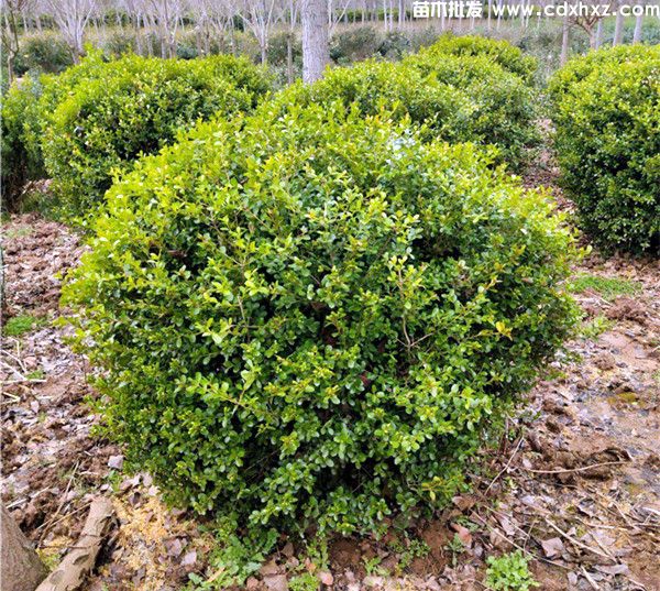 小叶黄杨基地实拍图片 小叶黄杨基地实拍图片