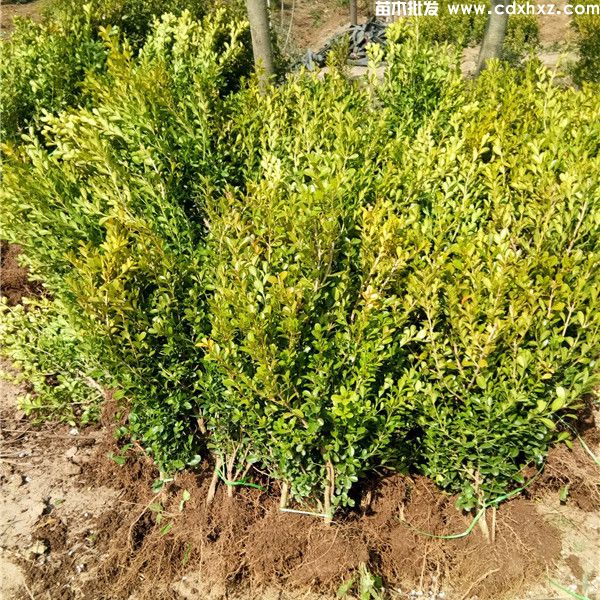 小叶黄杨基地实拍图片 小叶黄杨基地实拍图片