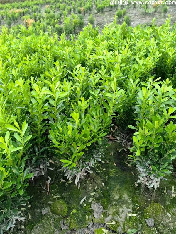 瓜子黄杨基地实拍图片