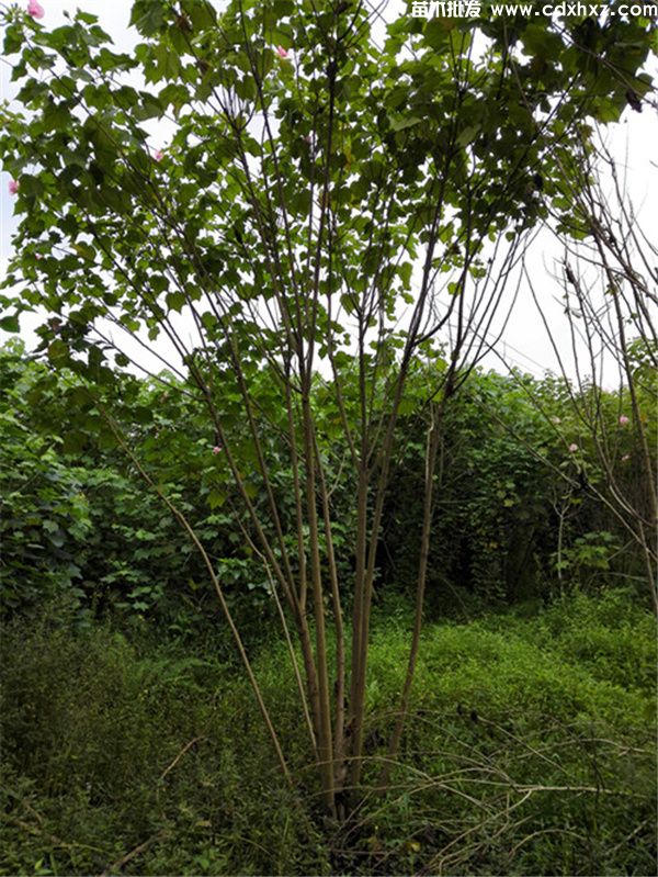 丛生木芙蓉图片 丛生木芙蓉图片