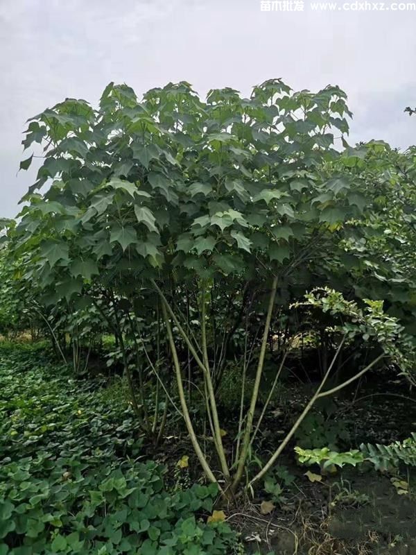 丛生木芙蓉图片 丛生木芙蓉图片