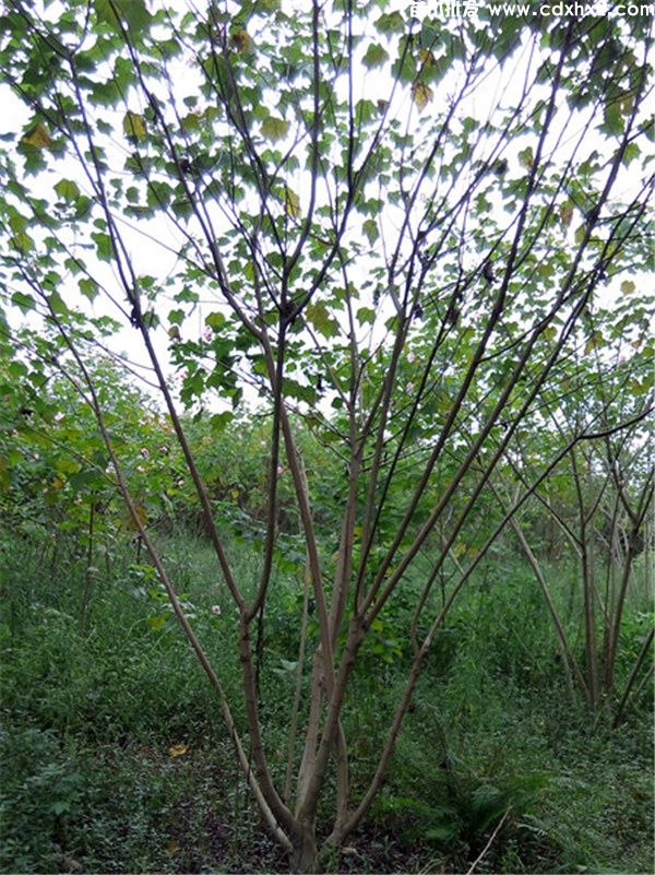 丛生木芙蓉图片 丛生木芙蓉图片