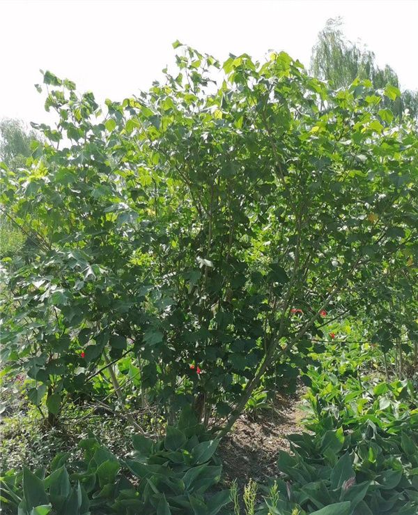 丛生木芙蓉图片 丛生木芙蓉图片