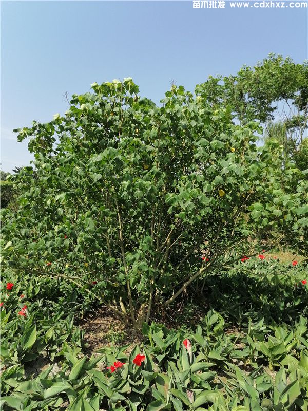 丛生木芙蓉图片 丛生木芙蓉图片