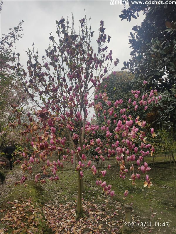 全国较大_丰富的绿化苗木产地四川成都 全国较大_丰富的绿化苗木产地四川成都