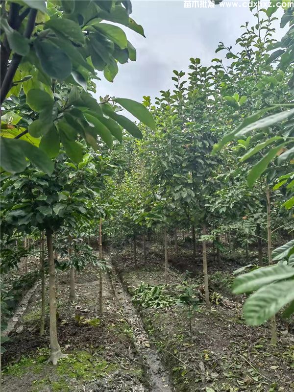 全国较大_丰富的绿化苗木产地四川成都 全国较大_丰富的绿化苗木产地四川成都