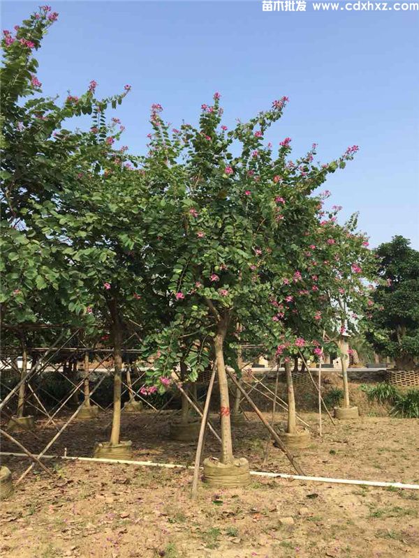 红花羊蹄甲图片 红花羊蹄甲图片