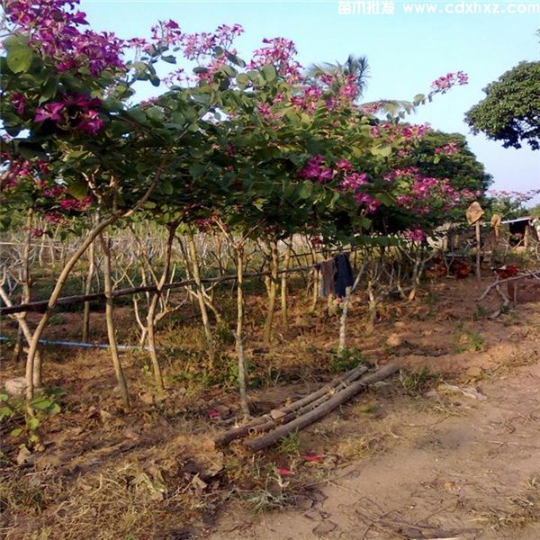 红花羊蹄甲图片 红花羊蹄甲图片