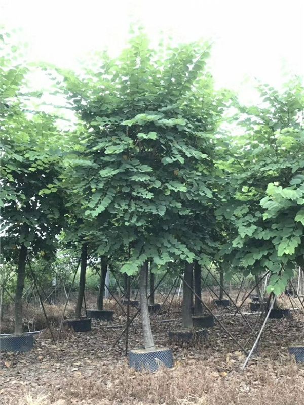 红花羊蹄甲图片 红花羊蹄甲图片