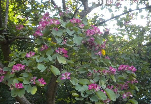 红花羊蹄甲图片 红花羊蹄甲图片