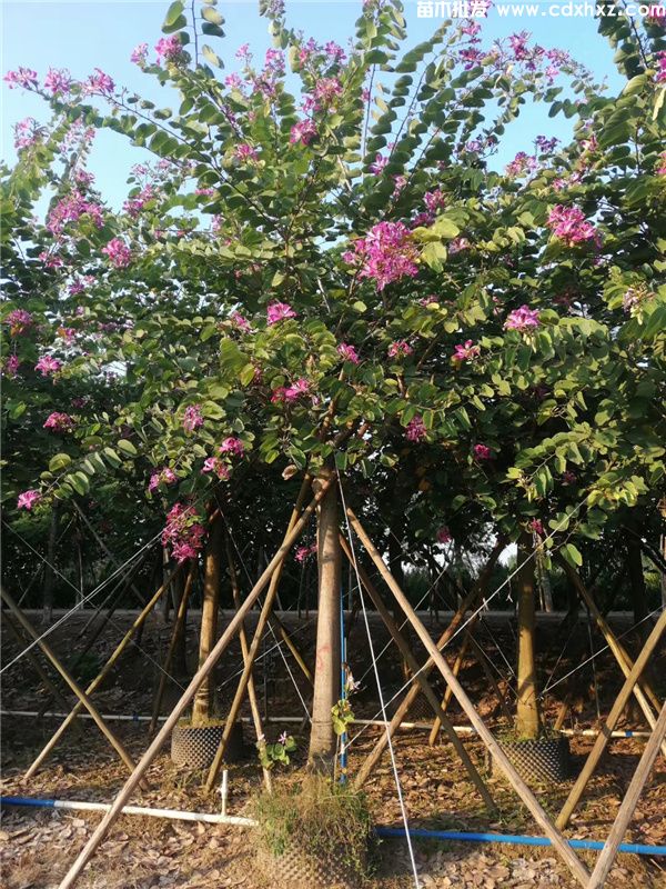 红花羊蹄甲图片 红花羊蹄甲图片