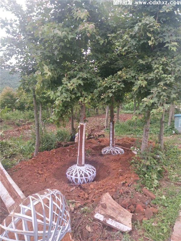 枫香基地实拍图片 枫香基地实拍图片