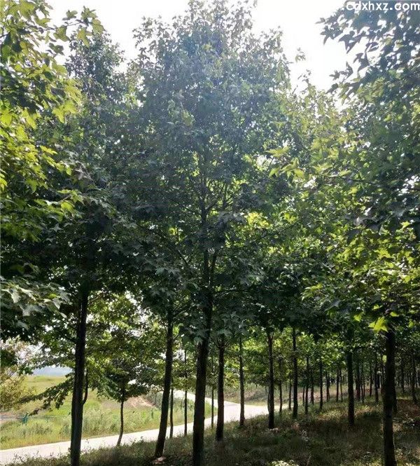 枫香基地实拍图片 枫香基地实拍图片