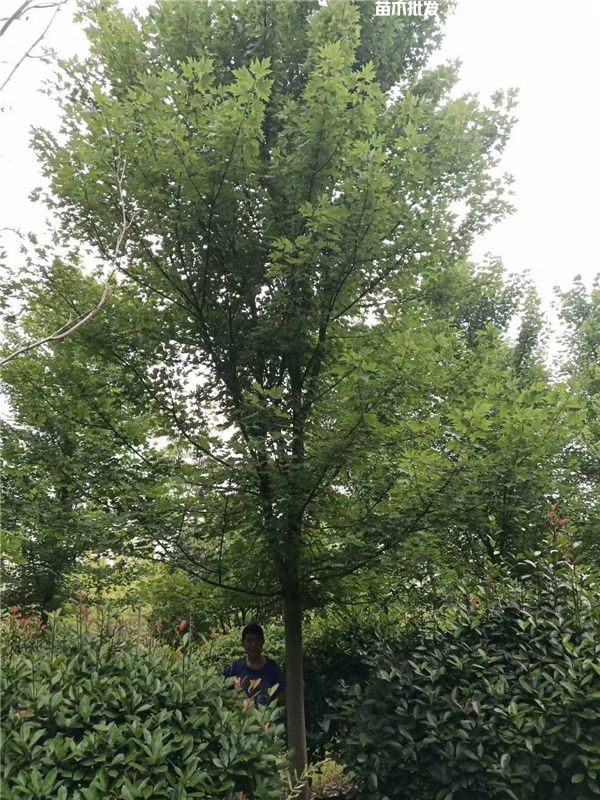 枫香基地实拍图片 枫香基地实拍图片