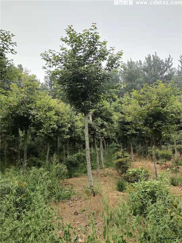 枫香基地实拍图片 枫香基地实拍图片