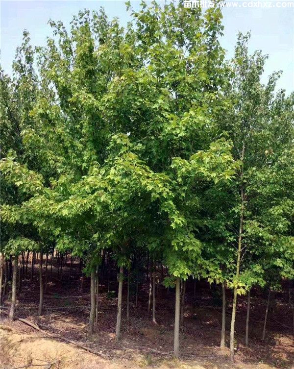 枫香基地实拍图片 枫香基地实拍图片