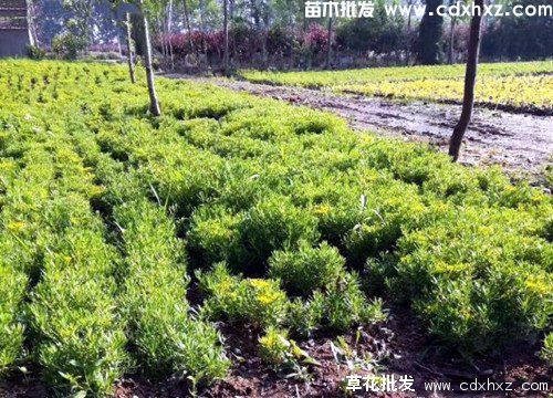 佛甲草基地 佛甲草基地