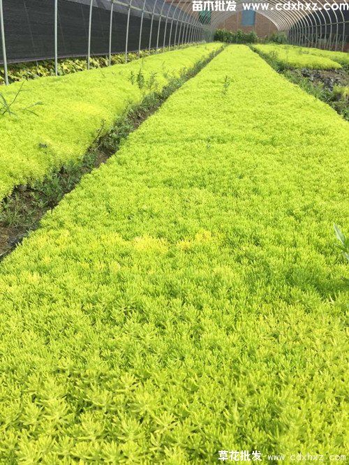 佛甲草基地 佛甲草基地