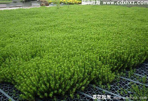 佛甲草基地 佛甲草基地