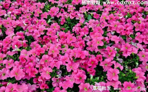 如何打造花海?打造花海景观的三部曲 如何打造花海?打造花海景观的三部曲