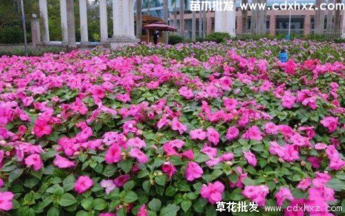 如何打造花海?打造花海景观的三部曲 如何打造花海?打造花海景观的三部曲