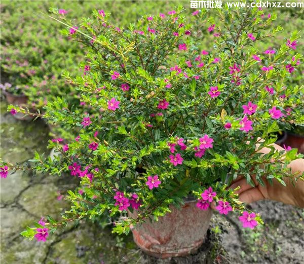 南方花境常用植物有哪些? 南方花境常用植物有哪些?