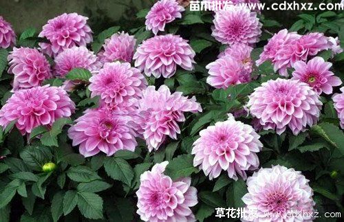 南方花境常用植物有哪些? 南方花境常用植物有哪些?