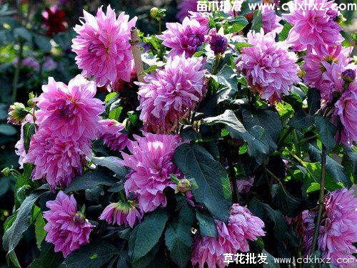 南方花境常用植物有哪些? 南方花境常用植物有哪些?