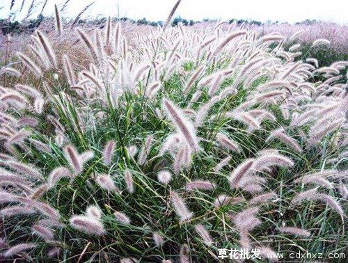 南方花境常用植物有哪些? 南方花境常用植物有哪些?