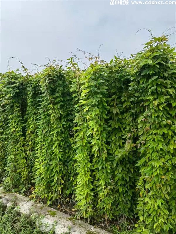 油麻藤图片 油麻藤图片