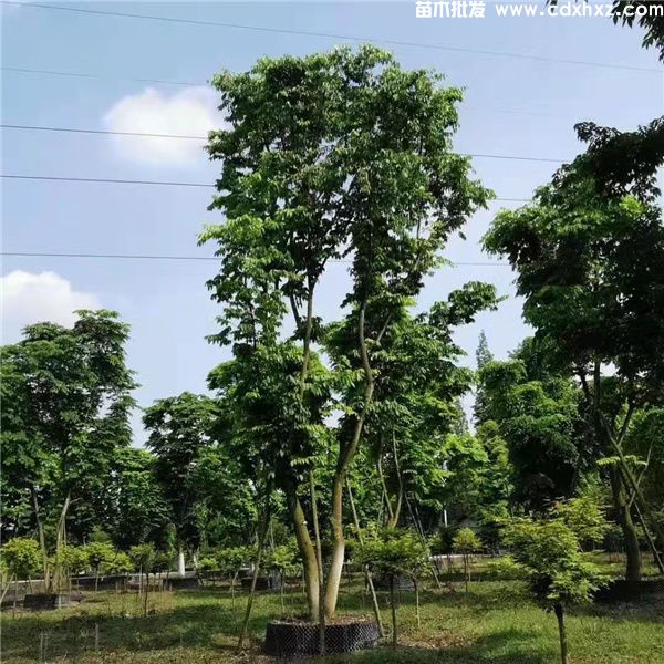 丛生榉树基地实拍图片