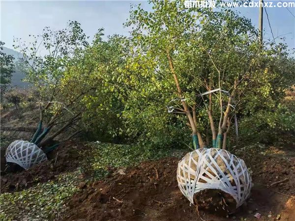 乌桕图片 乌桕图片