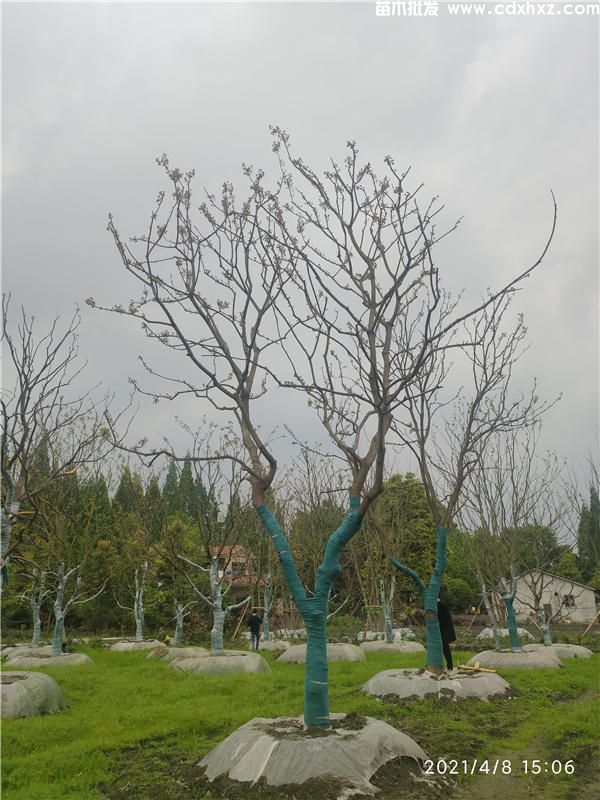 乌桕图片 乌桕图片