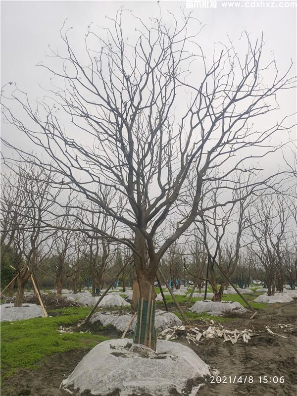 乌桕图片 乌桕图片