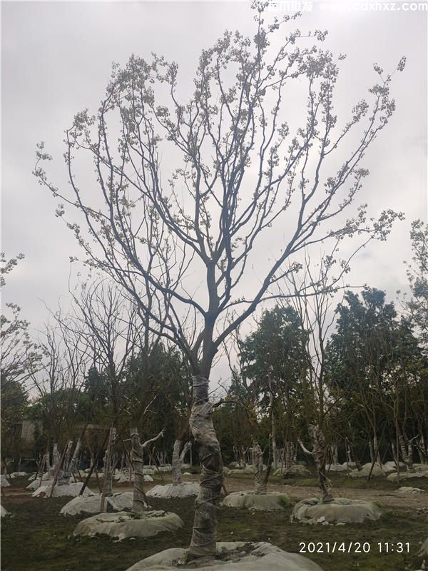 乌桕图片 乌桕图片