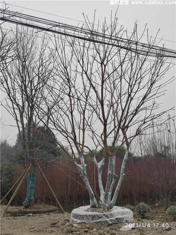 乌桕图片 乌桕图片