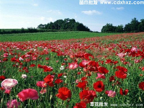 适宜南方种植的多年草本花卉有哪些? 适宜南方种植的多年草本花卉有哪些?