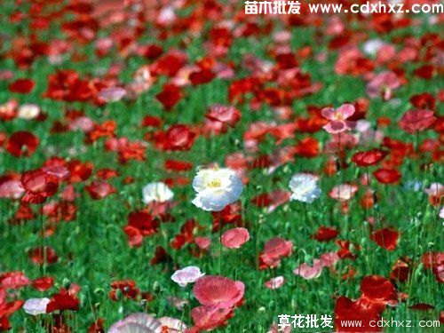 适宜南方种植的多年草本花卉有哪些? 适宜南方种植的多年草本花卉有哪些?