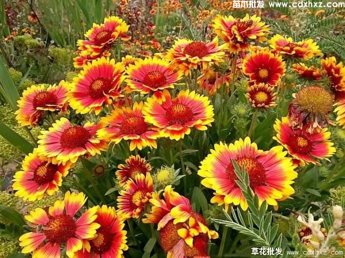 天人菊图片 天人菊图片