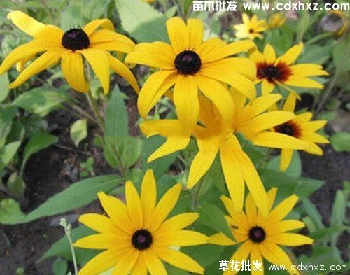 黑心菊图片 黑心菊图片